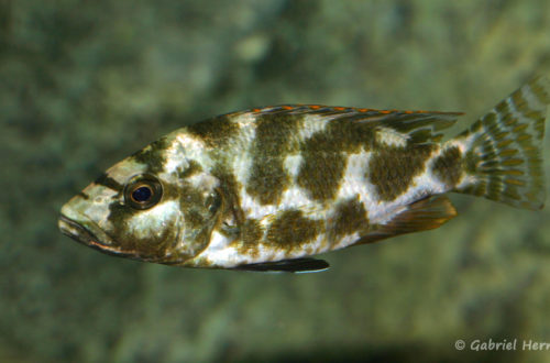 Nimbochromis livingstonii (Club aquariophile de Vernon, janvier 2008)