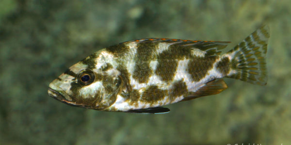 Nimbochromis livingstonii (Club aquariophile de Vernon, janvier 2008)