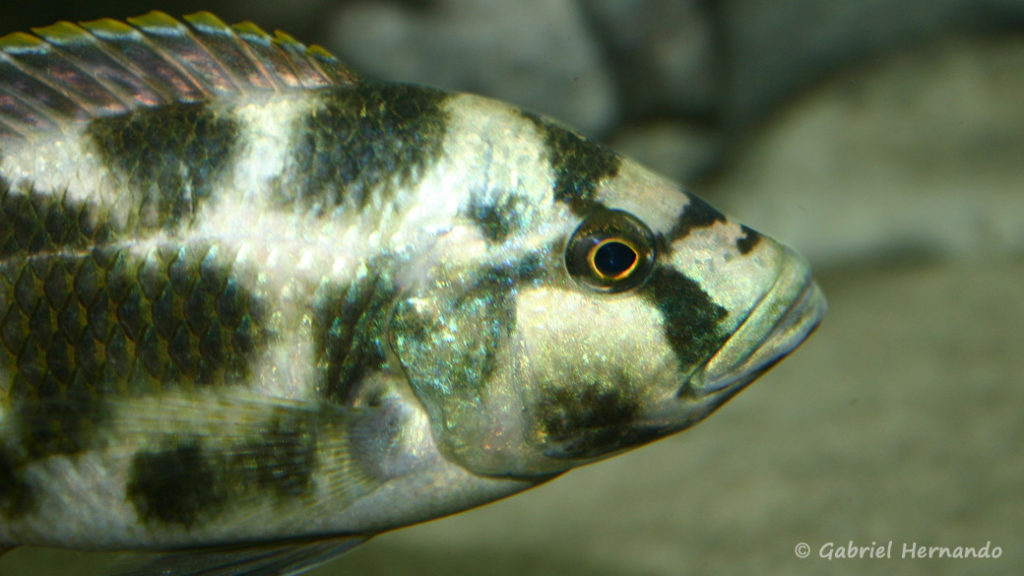 Nimbochromis livingstonii (Club aquariophile de Vernon, juin 2004)