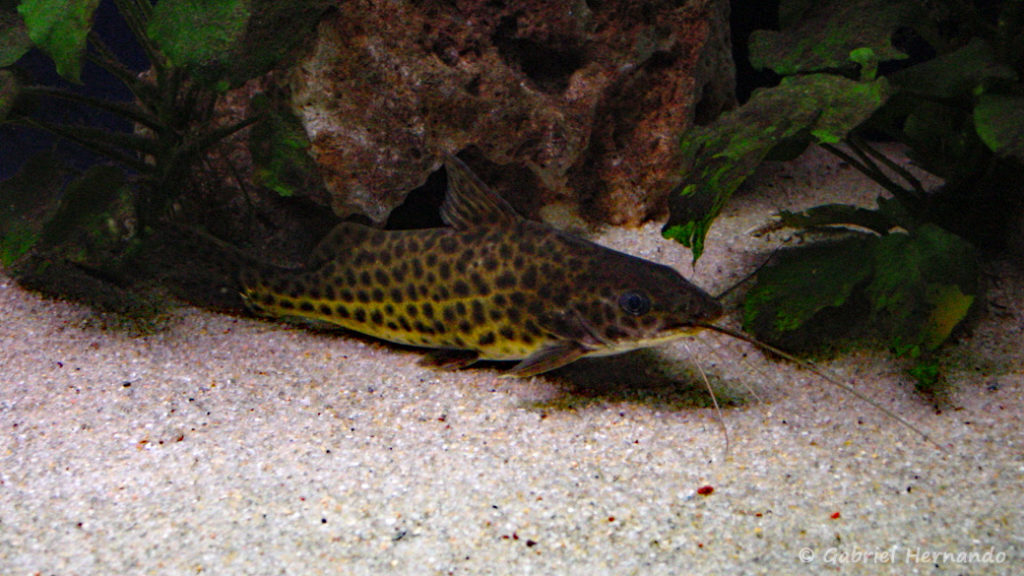 Synodontis njassae (petit aquarium de Saint Malo, novembre 2002)