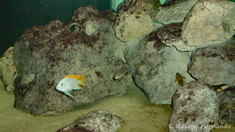 Amas de roches dans un aquarium (club aquariophile de Vernon)