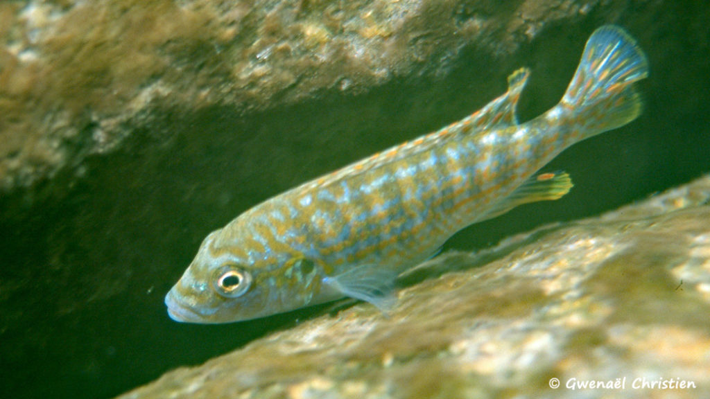 Labidochromis joanjohnsonae, in situ à Thumbi West