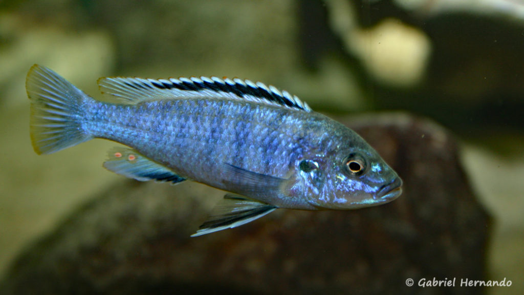 Labidochromis joanjohnsonae, mâle (Club aquariophile de Vernon, juillet 2004)