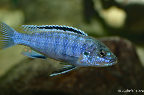 Labidochromis joanjohnsonae, mâle (Club aquariophile de Vernon, juillet 2004)