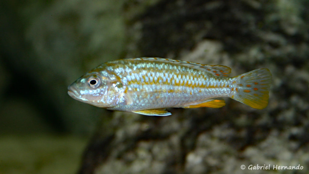 Labidochromis joanjohnsonae, femelle (Club aquariophile de Vernon, juin 2004)