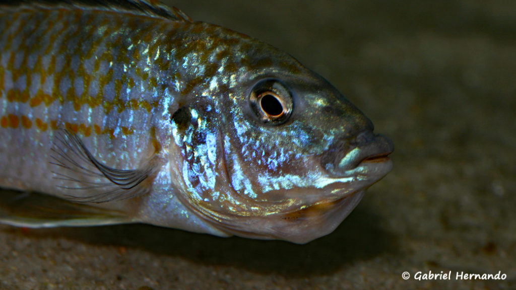 Labidochromis joanjohnsonae, femelle incubant ses oeufs (Club aquariophile de Vernon, janvier 2008)