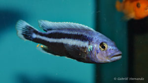 Melanochromis chipokae (Aqua Treff, mars 2009)