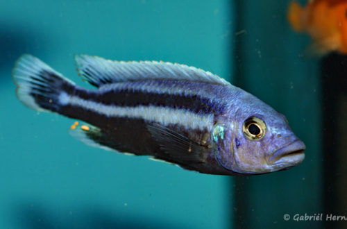 Melanochromis chipokae (Aqua Treff, mars 2009)