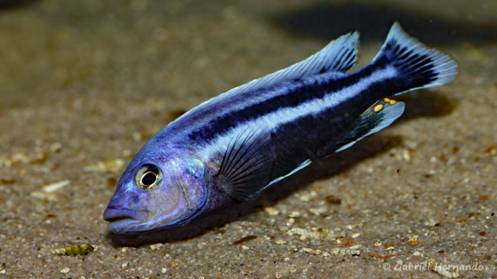 Melanochromis chipokae (Aqua Treff, mars 2009)