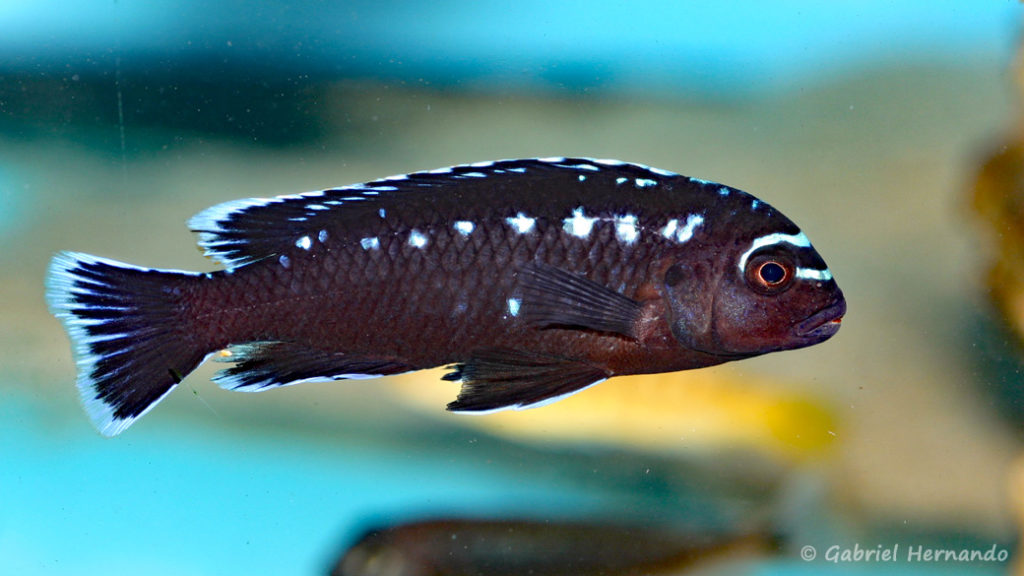 Pseudotropheus johanii (Aqua Treff, mars 2011)