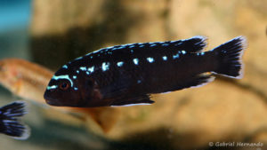 Pseudotropheus johanii, mâle (Aqua Treff, mars 2011)