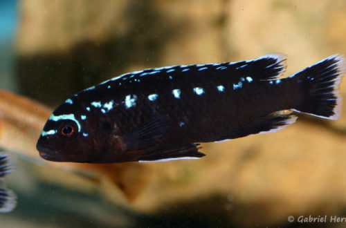 Pseudotropheus johanii, mâle (Aqua Treff, mars 2011)