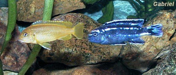 Pseudotropheus johanii, couple