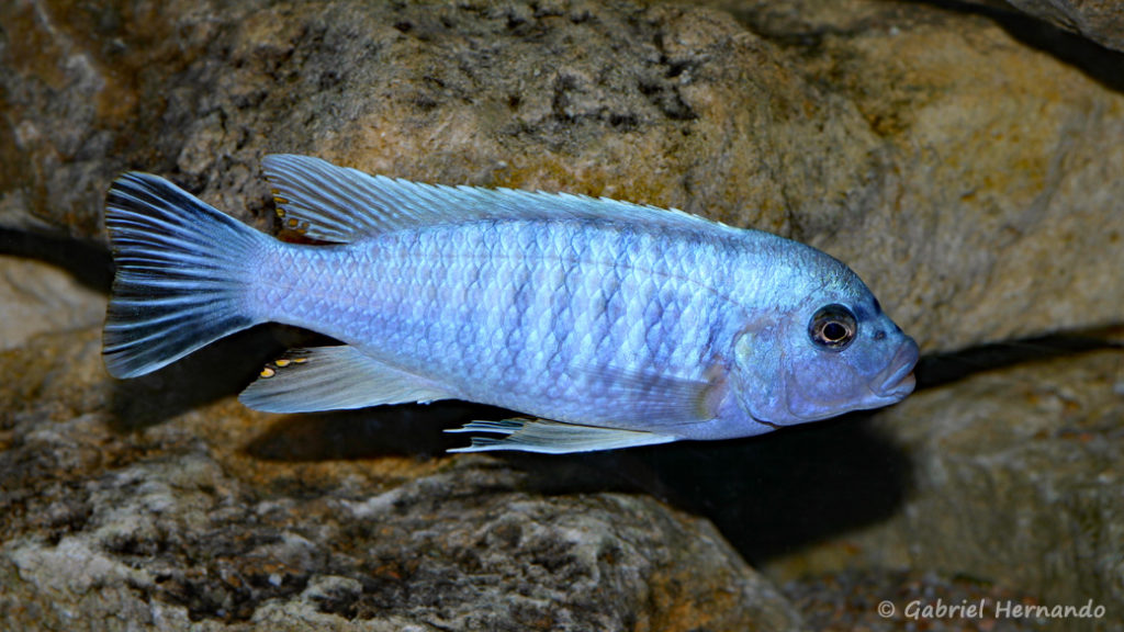 Maylandia mossambica (Club aquariophile de Vernon, janvier 2008)