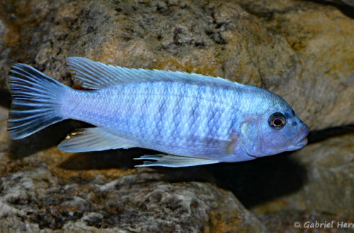 Maylandia mossambica (Club aquariophile de Vernon, janvier 2008)