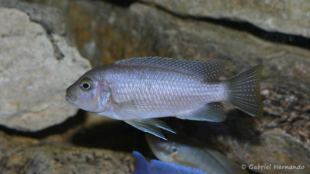 Maylandia mossambica (Club aquariophile de Vernon, janvier 2008)