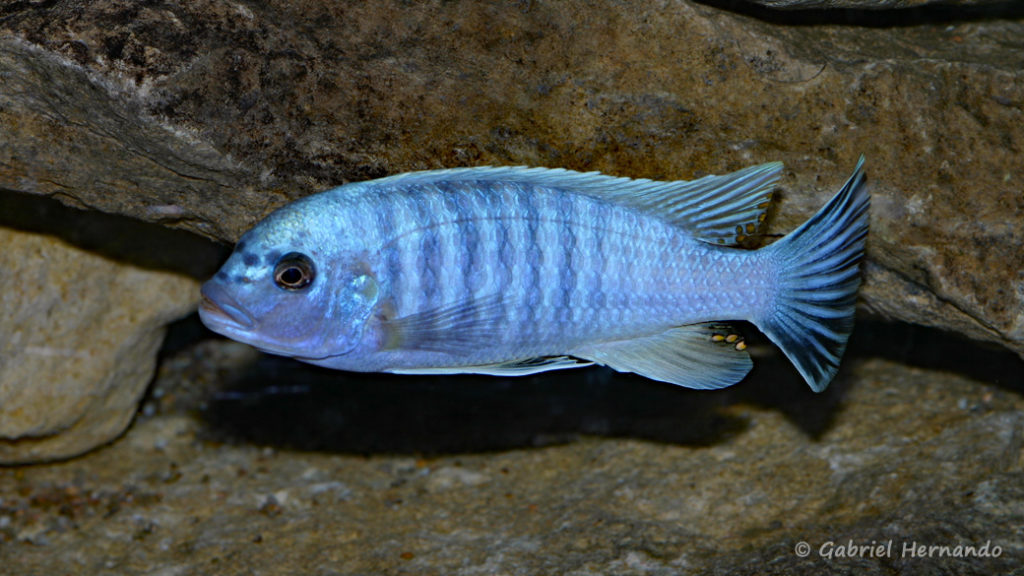 Maylandia mossambica (Club aquariophile de Vernon, janvier 2008)