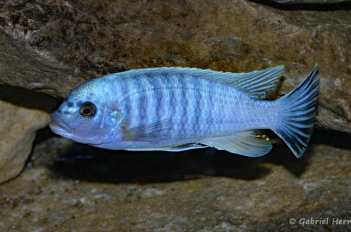 Maylandia mossambica (Club aquariophile de Vernon, janvier 2008)