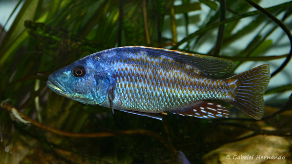 Nimbochromis fuscotaeniatus mâle (AquaMassena Paris, novembre 2007)