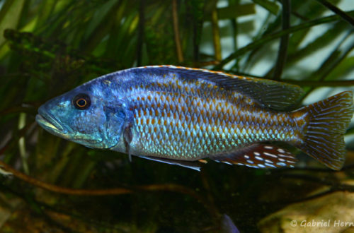 Nimbochromis fuscotaeniatus mâle (AquaMassena Paris, novembre 2007)