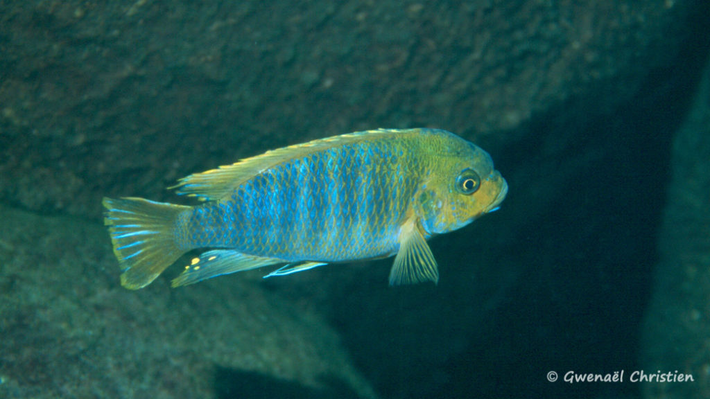 Petrotilapia palingnathos, in situ à Taiwan Reef