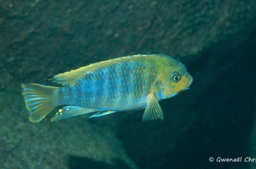 Petrotilapia palingnathos, in situ à Taiwan Reef