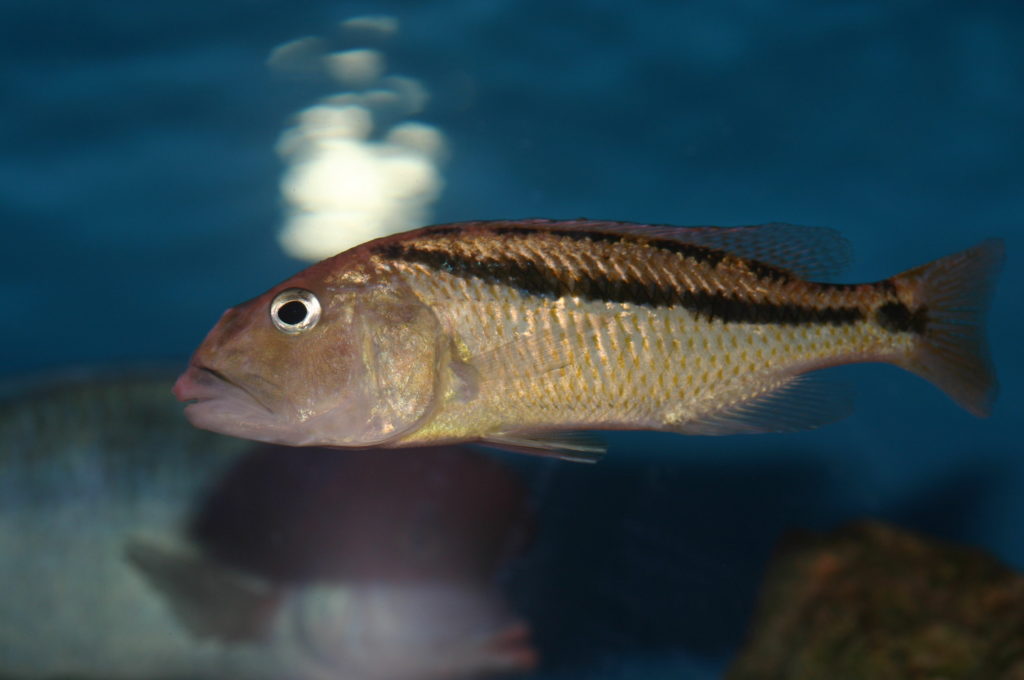 Femelle Aristochromis christyi (Aquabeek - mars 2011)