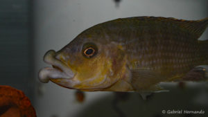 Abactochromis labrosus, spécimen de Tanzanie (Abysse – octobre 2010)