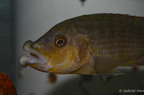 Abactochromis labrosus, spécimen de Tanzanie (Abysse – octobre 2010)