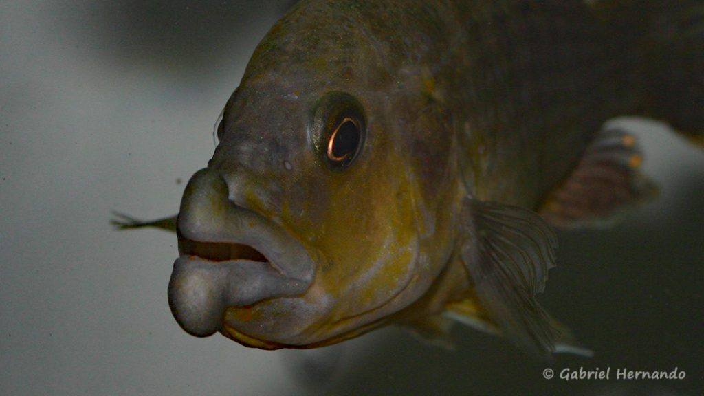 Abactochromis labrosus, spécimen de Tanzanie (Abysse – octobre 2010)