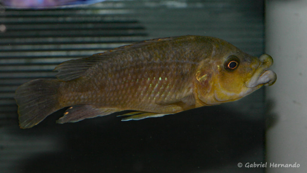 Abactochromis labrosus, spécimen de Tanzanie (Abysse – octobre 2010)