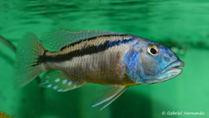 Mâle Aristochromis christyi (Abysse - mars 2008)