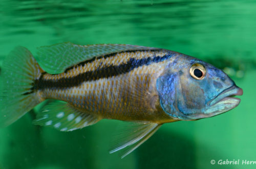 Mâle Aristochromis christyi (Abysse - mars 2008)