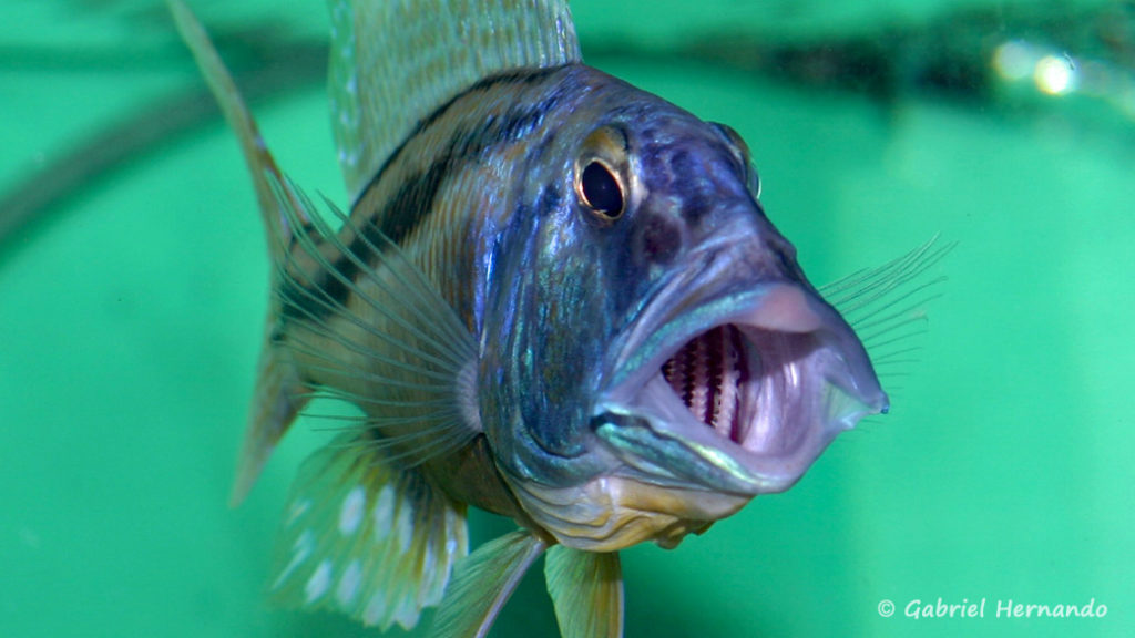 Aristochromis christyi (Abysse - mars 2008)