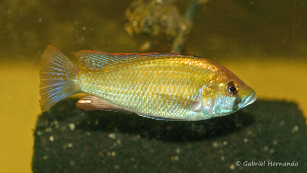 Astatotilapia caliptera