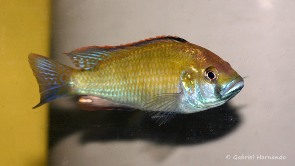 Astatotilapia caliptera