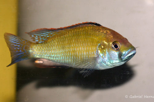 Astatotilapia caliptera