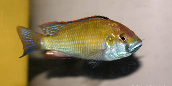 Astatotilapia caliptera