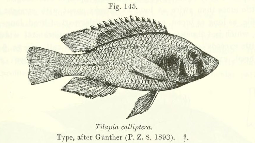 Astatotilapia caliptera, gravure tirée de Boulenger, G.A. 1915, page 223