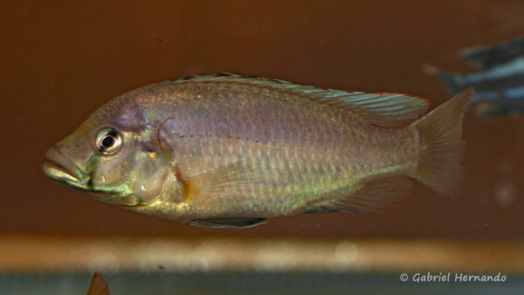 Astatotilapia caliptera de Same Bay