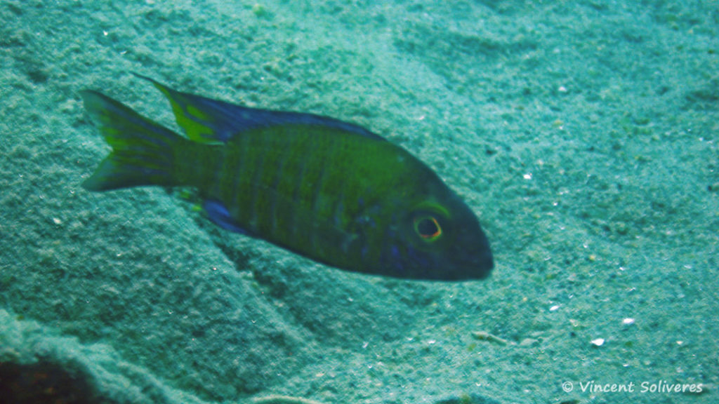 Aulonocara ethelwynae, in situ à Chitande Island