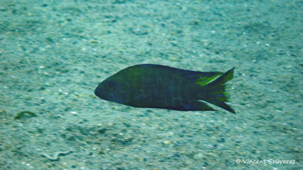 Aulonocara ethelwynae, in situ à Chitande Island