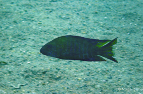 Aulonocara ethelwynae, in situ à Chitande Island