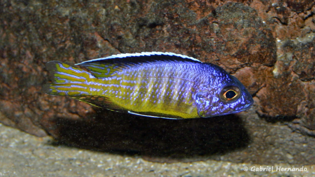 Aulonocara hueseri (Cindy et Thierry Perrey, octobre 2011)