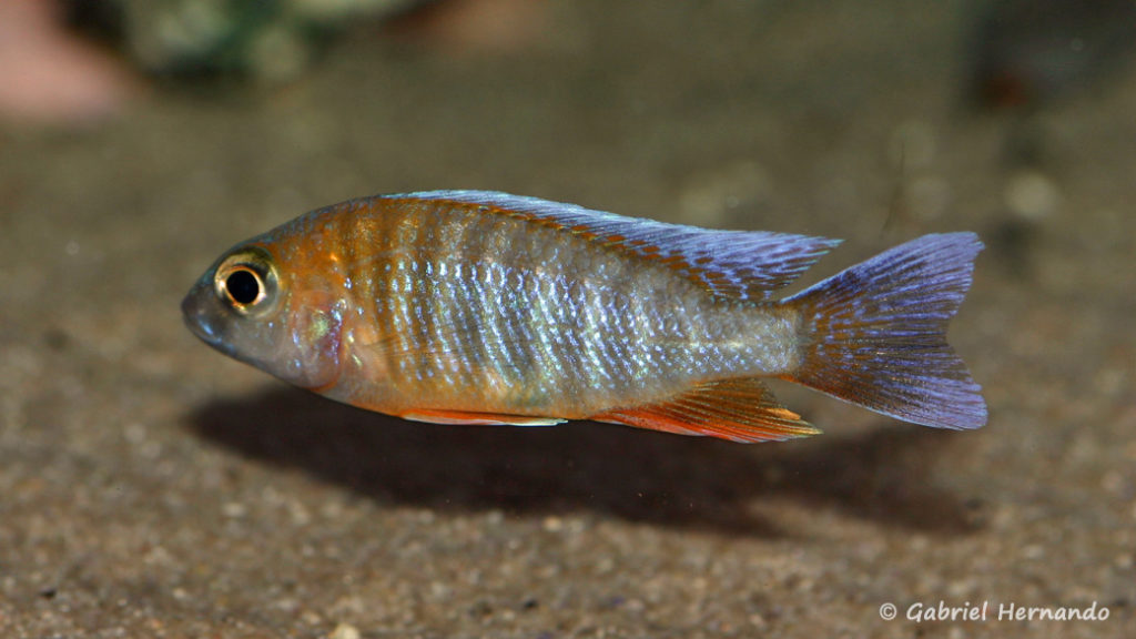 Aulonocara jacobfreibergi , variété de Cape Mac Clear (Aqua Treff, mars 2011)