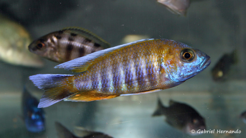 Aulonocara jacobfreibergi , variété de Otter Point (Congès AFC 2004)