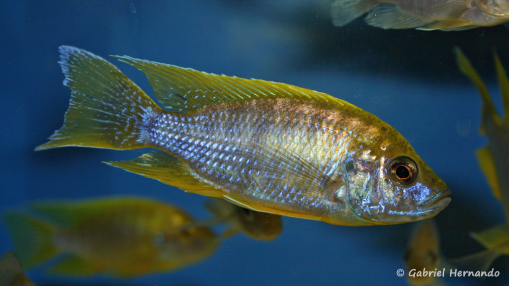 Aulonocara jacobfreibergi , variété de Undu Reef (Abysse, mars 2008)