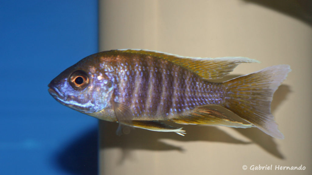 Aulonocara jacobfreibergi , variété de Chirwa (Abysse, avril 2009)