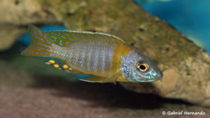 Aulonocara korneliae (Aqua Treff, février 2012)