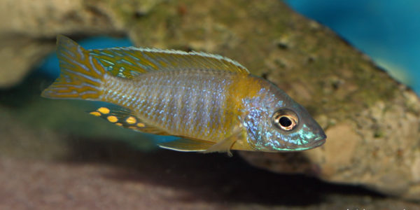 Aulonocara korneliae (Aqua Treff, février 2012)